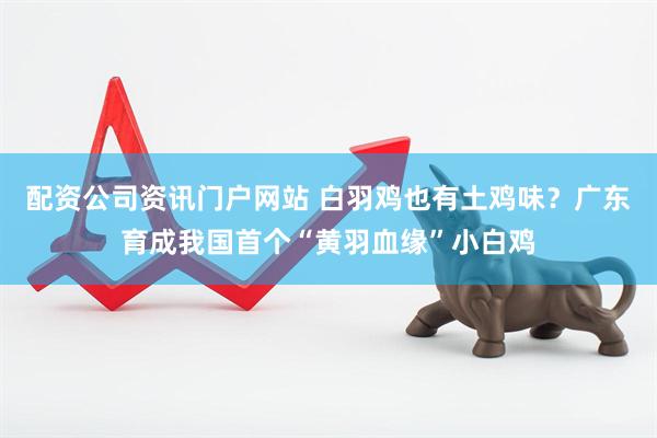 配资公司资讯门户网站 白羽鸡也有土鸡味？广东育成我国首个“黄羽血缘”小白鸡